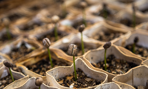 Coffee sprouts growing Copyright: Christian Joudrey on Unsplash