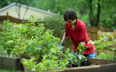 Young boy in a red shirt tends to vegetables