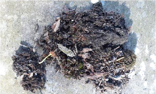 image of randomly occurring mini soil shapes on pavement