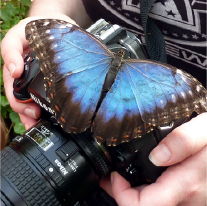 blue butterfly perched on a camera