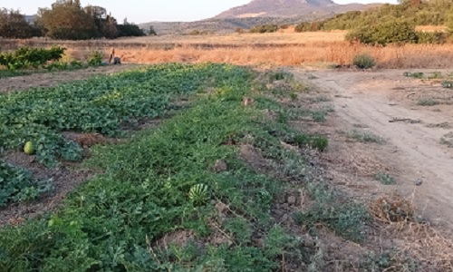 A farm with multicropping of different varieties of watermelon Peloponnese Greece