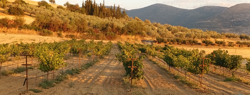 A multicropping farm with vineyards in foreground and olive trees in background Peloponnese Greece