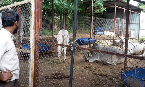 An indigenous cattle breed of India at a farm near Pune Maharashtra India