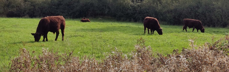 Cattle grazing in UK