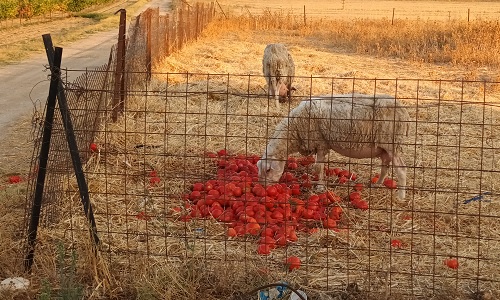 Sheep being fed on farm waste in Peloponnese Greece
