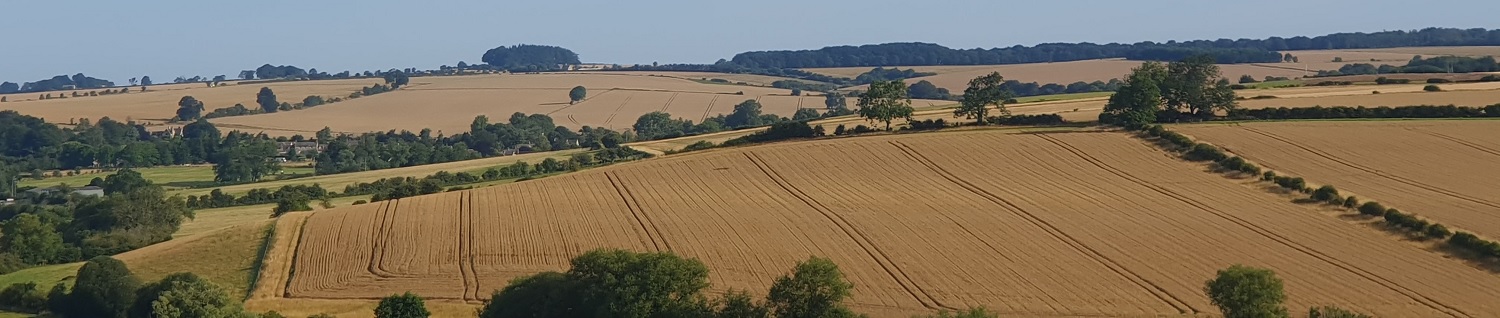 monoculture rape field in Cirencester