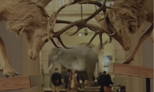 A photo showing a woman walking in the background of the Natural History collections at Kelvingrove Art Gallery and Museum