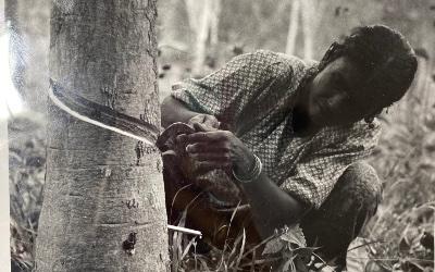 A Malaysian Indian woman rubber tapping a tree