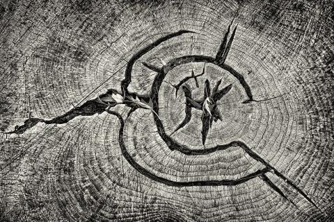 Abstract patterns on a tree stump