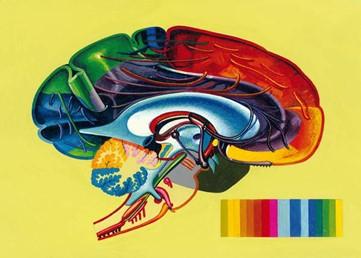 Brain Inside of the right hemisphere.