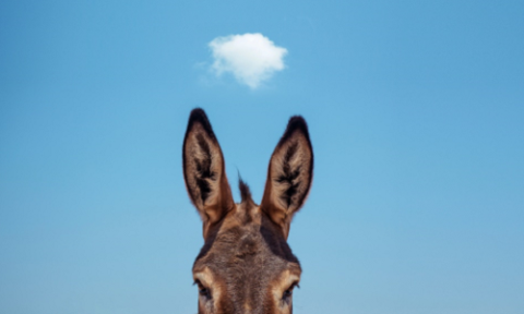 donkey ears 