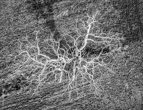 Monochrome Châtaignier
