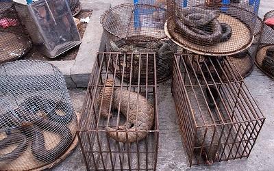 Myanmar Illicit Endangered Wildlife Market. Photograph by Dan Bennett / Wikimedia Commons