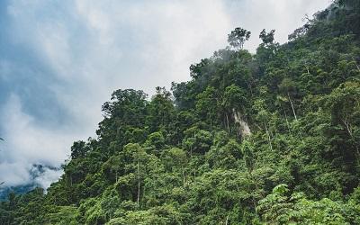Lush green trees in the rainforest