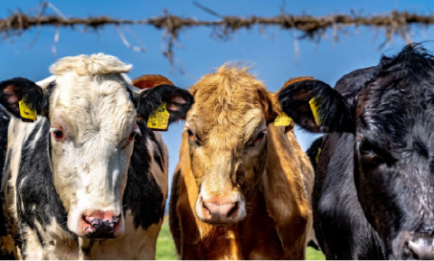 A black and white, brown and black cow standing near barbed wire