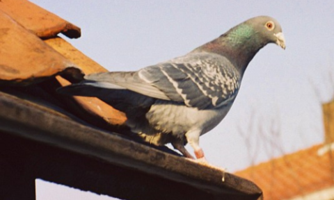 Homing pigeon sat in the sun on a tied roof of a building