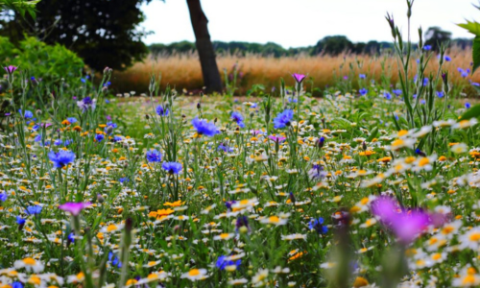 Scattered of wild flowers in focus through out a wheat field