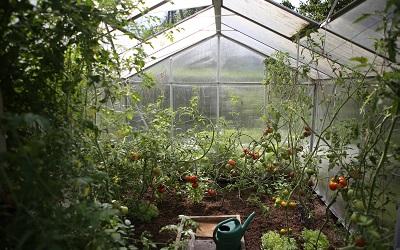 A greenhouse with tomatoes